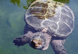 肌醇——魚、蝦飼料的能量補給站！